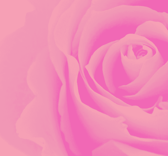 Rose collection cover