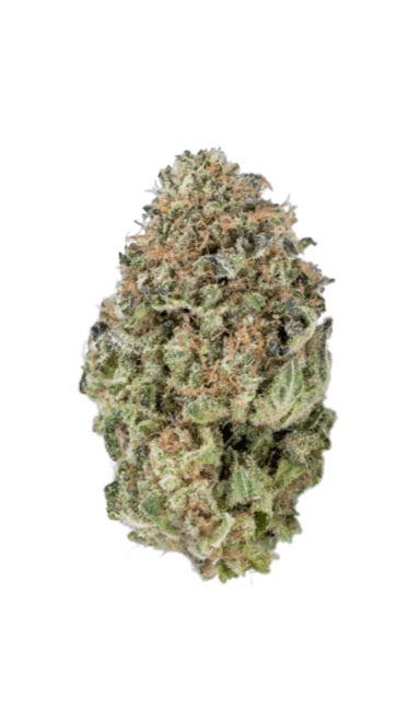 G13 strain image
