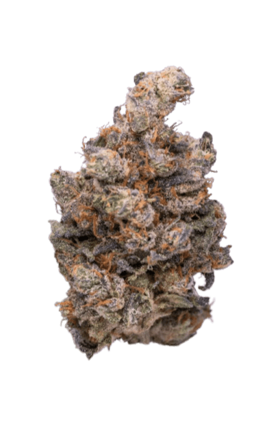 Papaya strain image