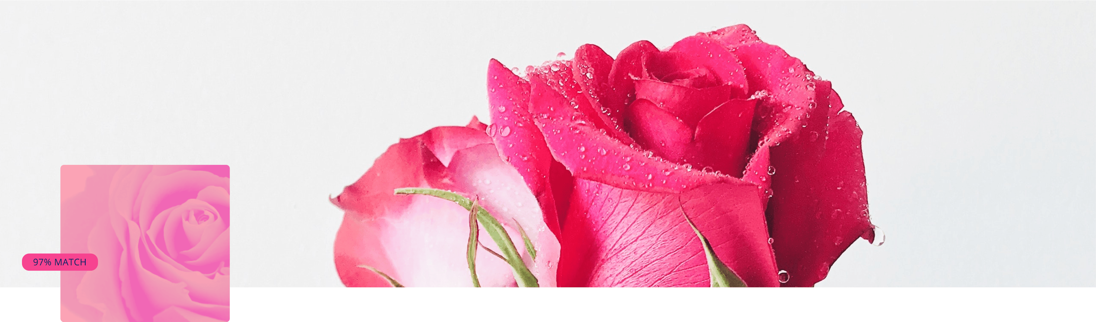 Rose collection cover