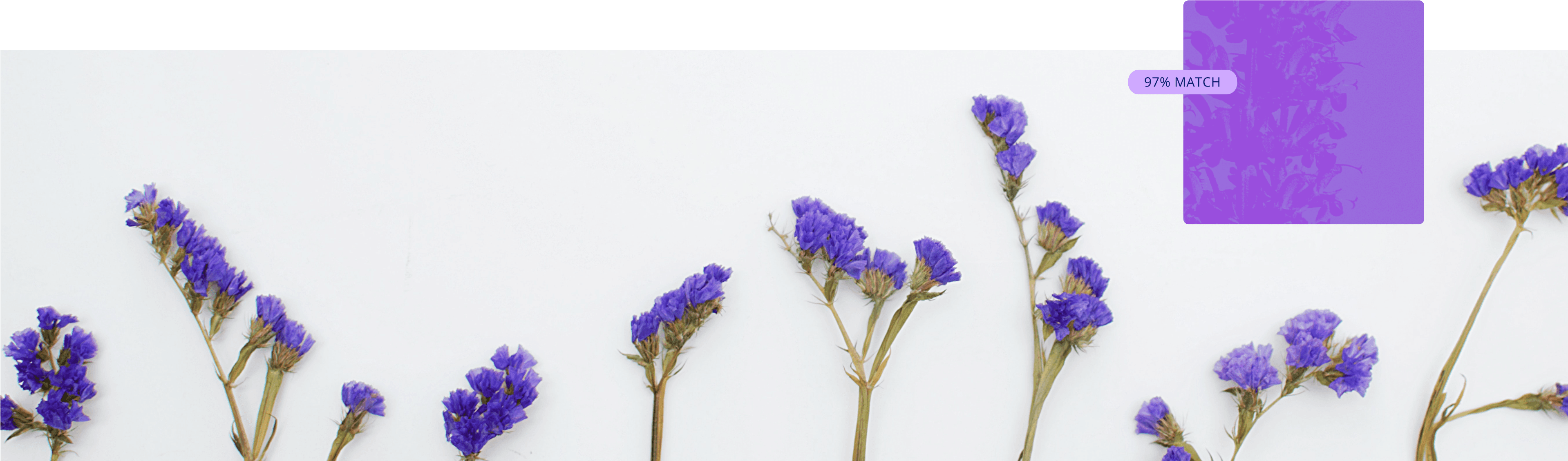 Lavender collection cover