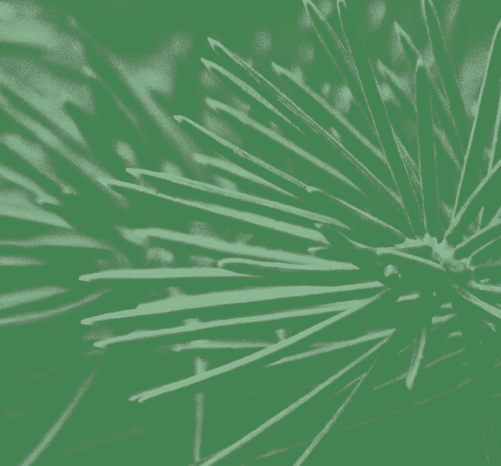 Pinene collection cover