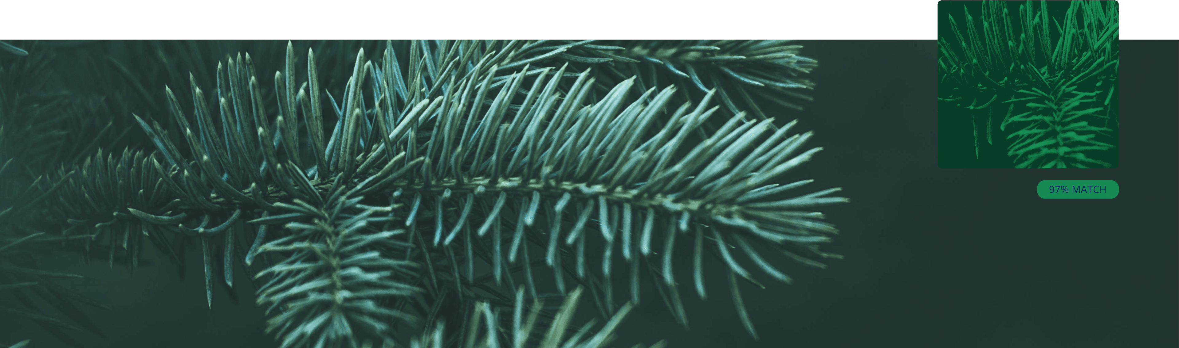 Pine collection cover