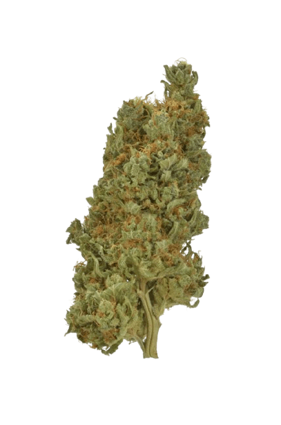 Master Kush strain image