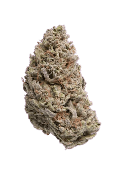 Purple Kush strain image