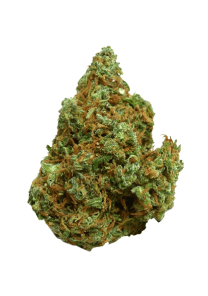 XJ-13 strain image