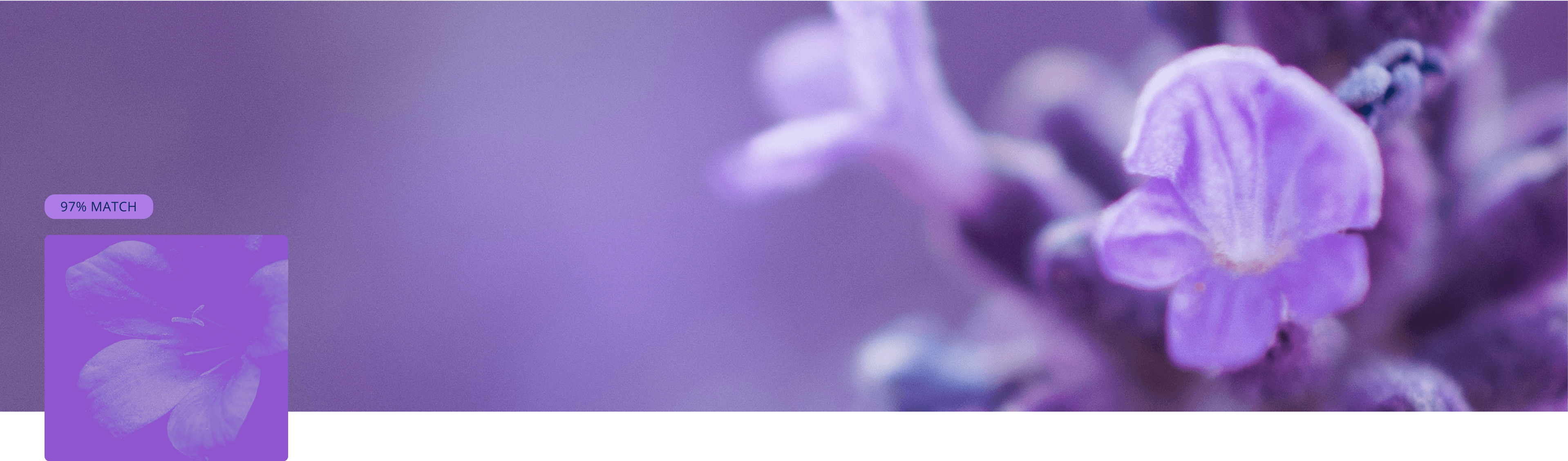 Violet collection cover
