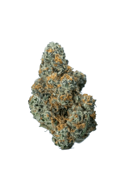 Garlicane strain image