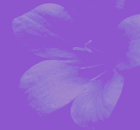 Violet collection cover