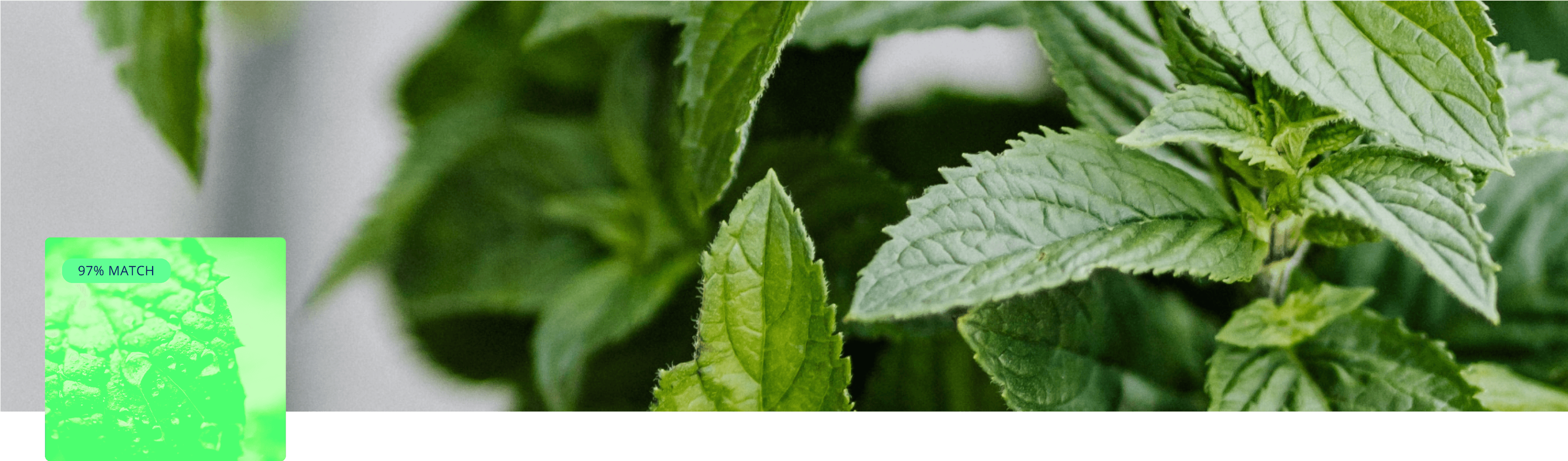 Menthol collection cover