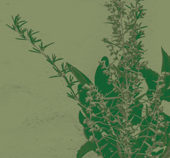 Spicy Herbal collection cover