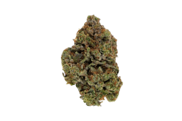 GG4 strain image
