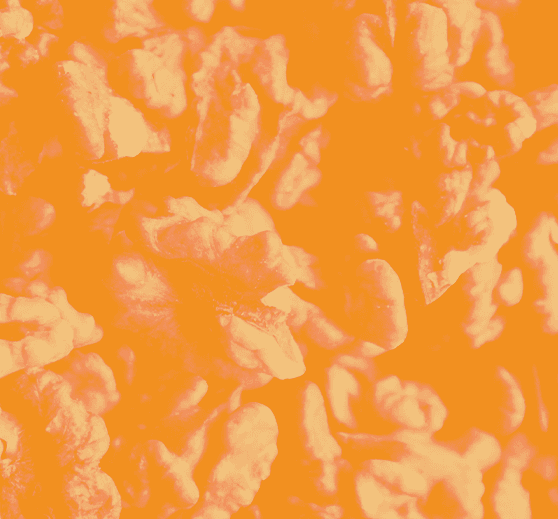 Nutty collection cover