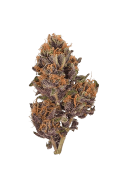 Forbidden Fruit strain image