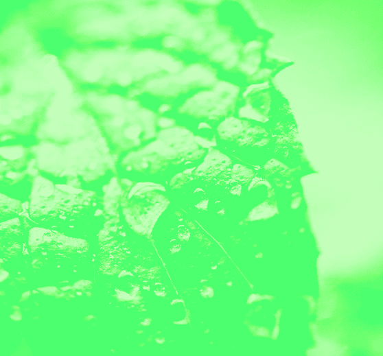 Menthol collection cover