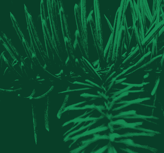 Pine collection cover