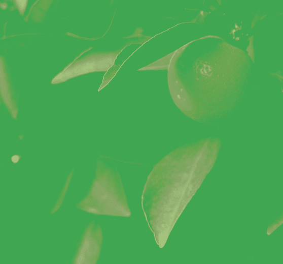 Tree Fruit collection cover
