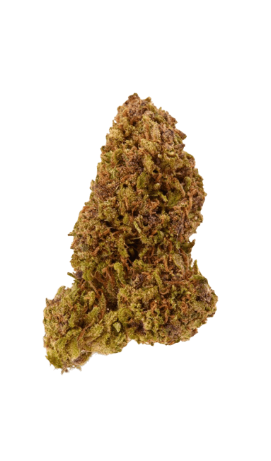 J1 strain image