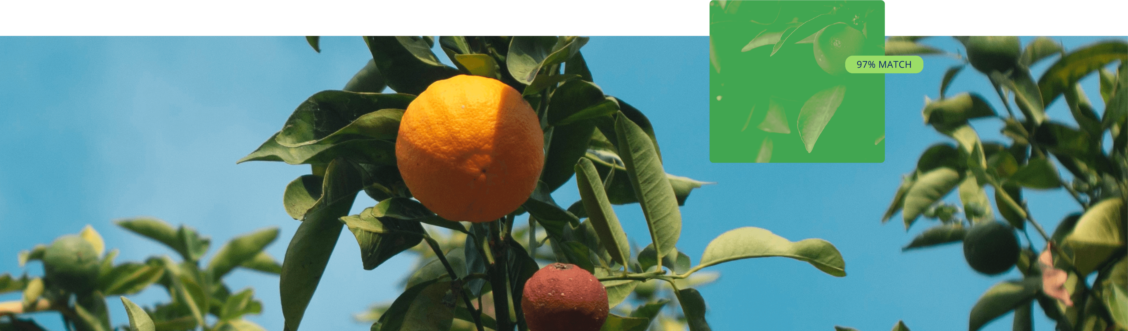 Tree Fruit collection cover