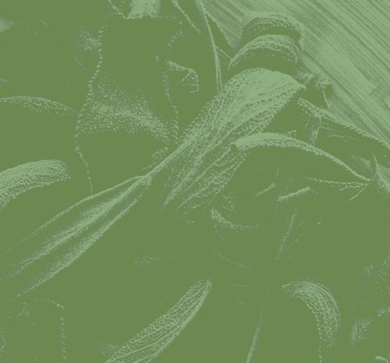 Sage collection cover