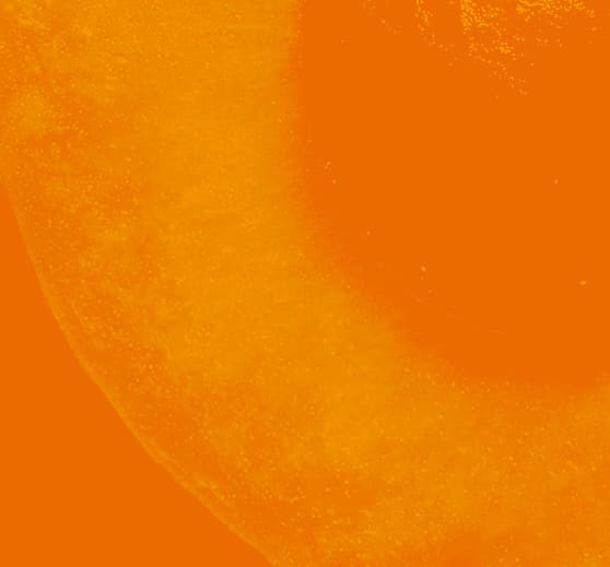 Apricot collection cover