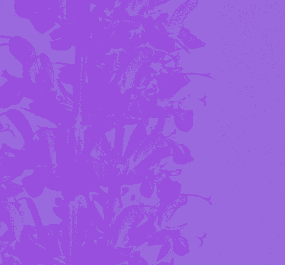 Lavender collection cover