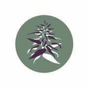 Dispensary logo