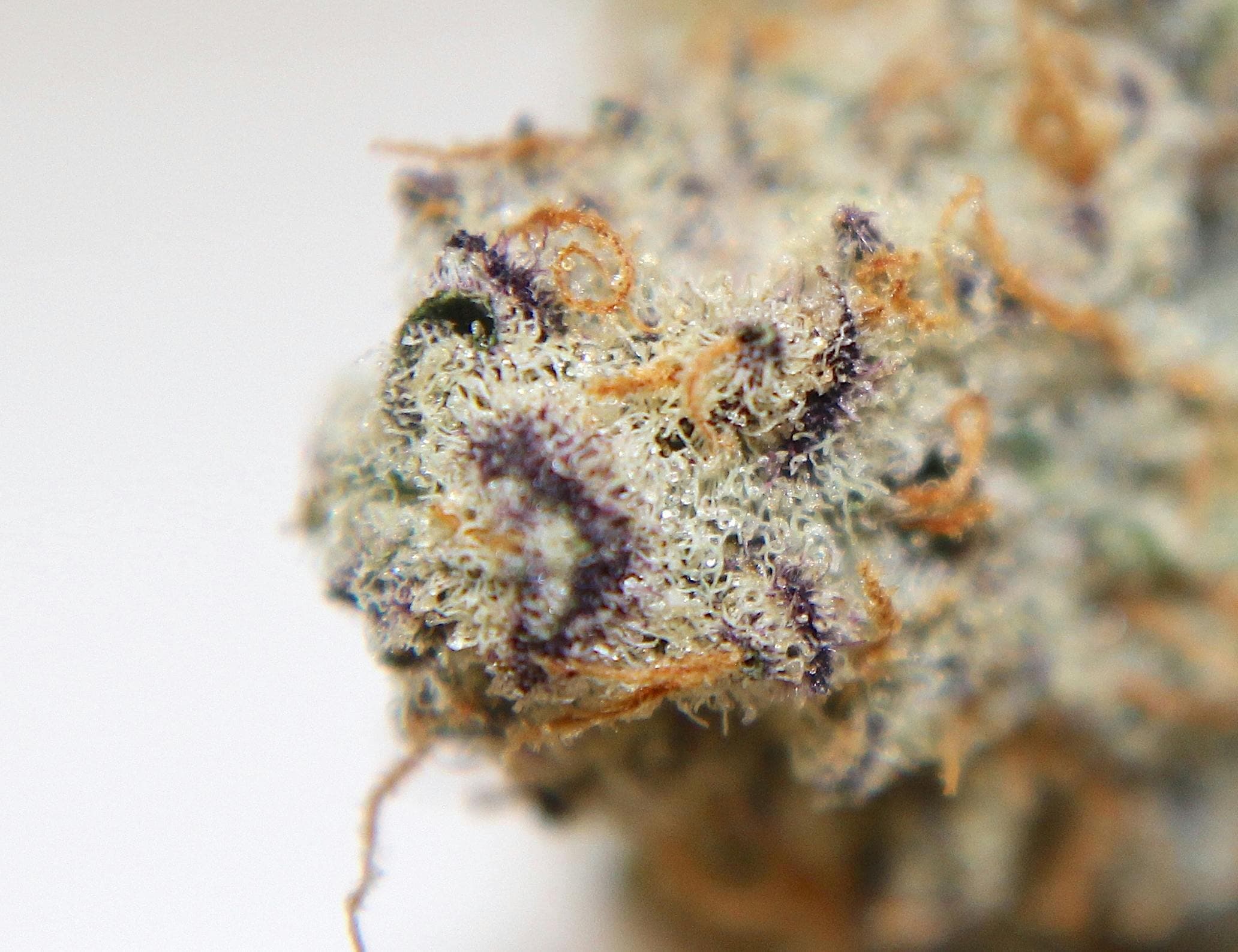 Dispensary logo