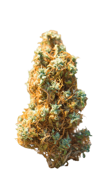 Cultivar cover image