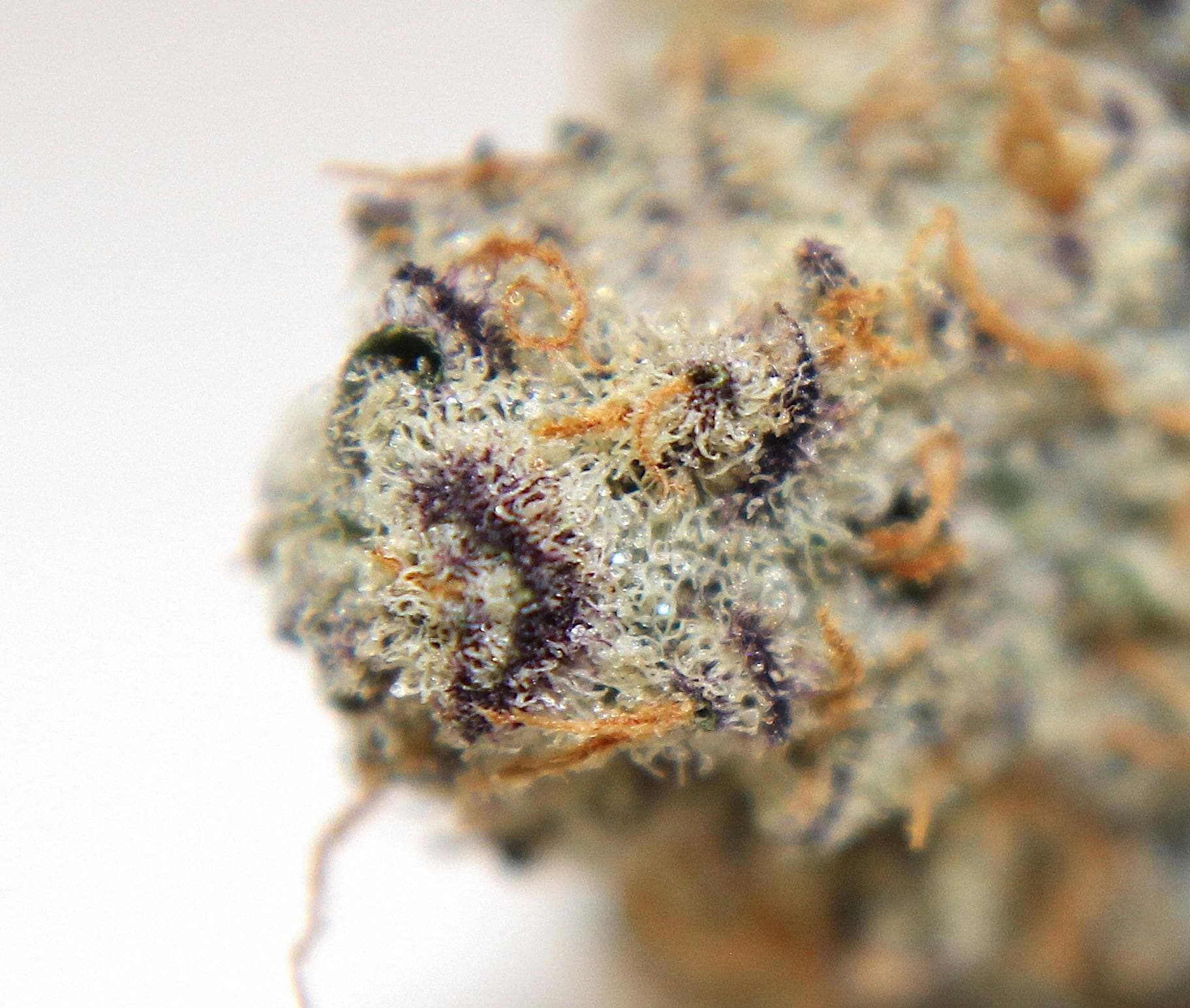 Dispensary logo