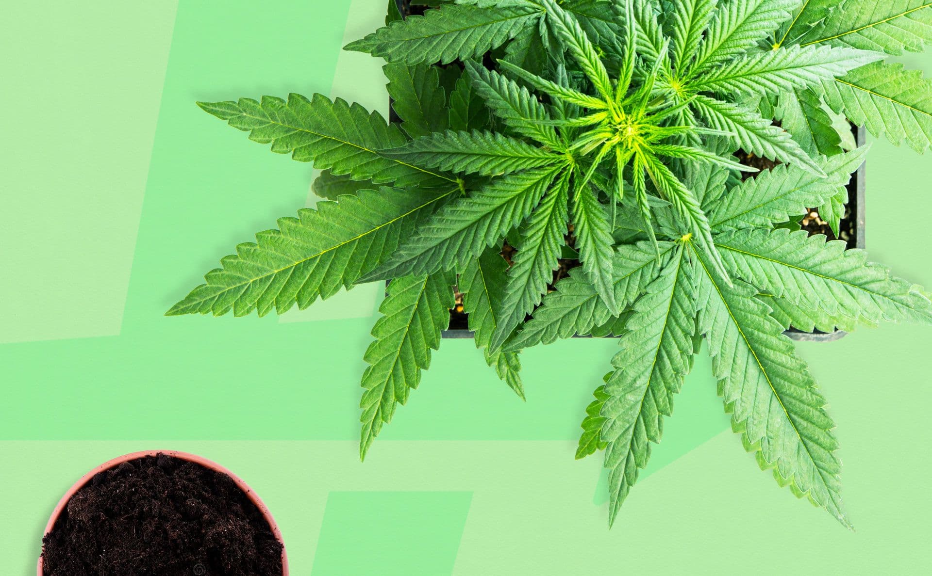 Growing Cannabis At Home