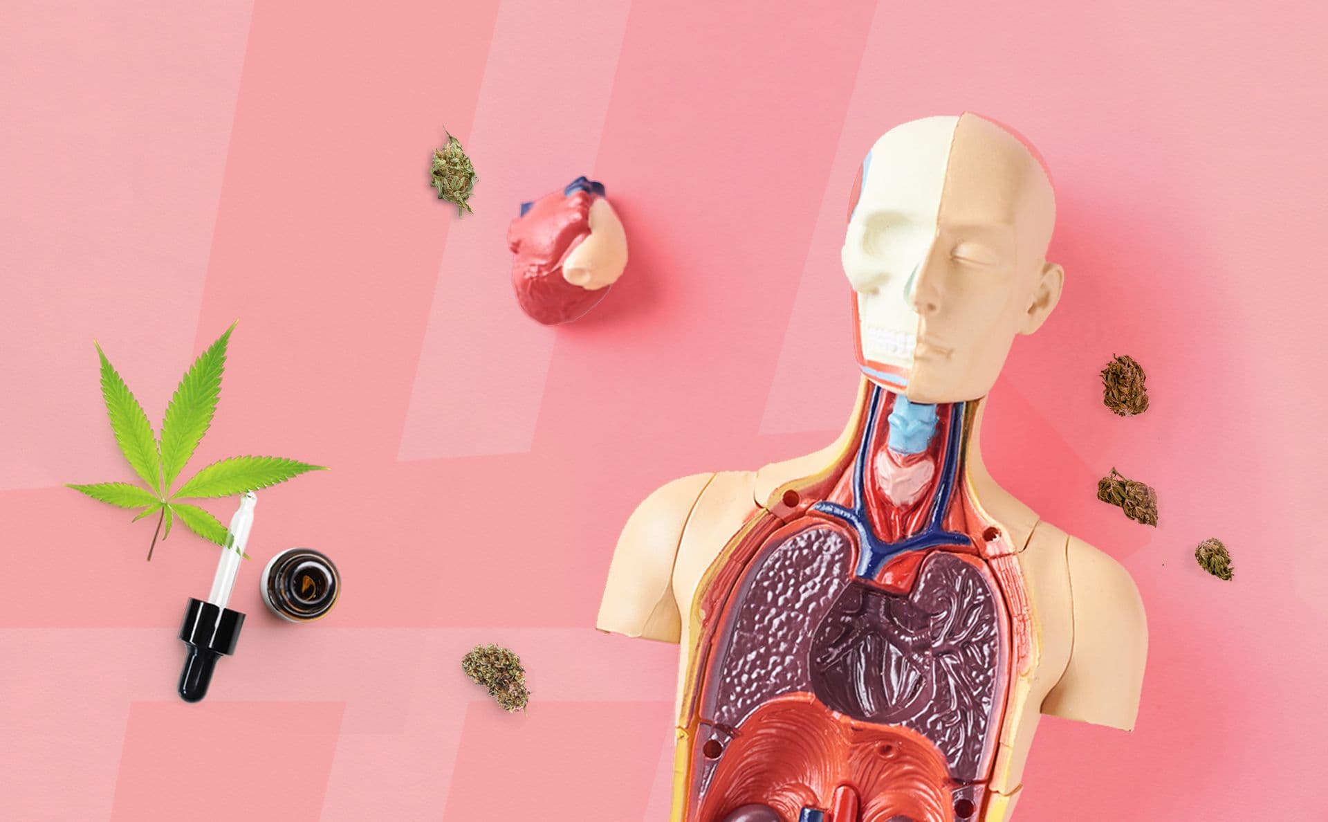 Cannabis and the Body